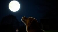 How to Stop a Dog from Barking at Night