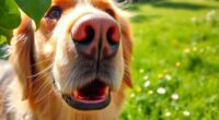 dog sneezing causes explained