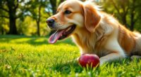 dogs can safely eat apples