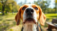 snoopy s beagle heritage revealed