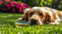 cbd s effects on canines