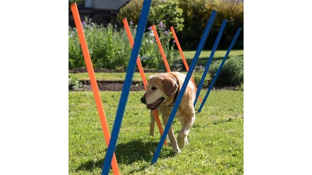 dog agility training set
