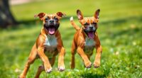 energetic boxer puppy spirit