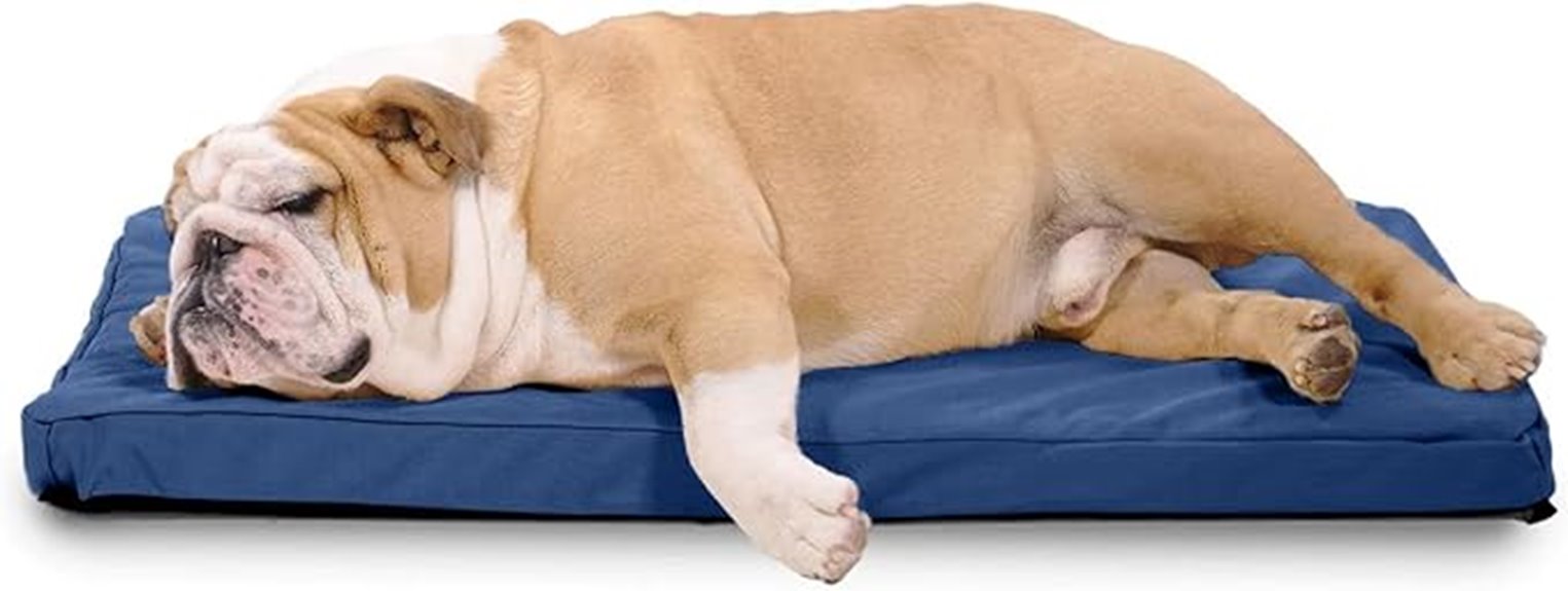 medium orthopedic dog bed
