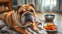bulldog health issues solutions