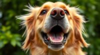 deciphering canine vocal cues