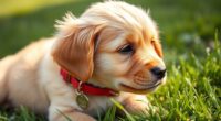dog id tags matter
