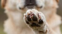 dog nail bleeding prevention