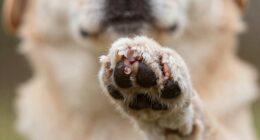 dog nail bleeding prevention