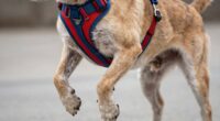 incorrect sling use harms dogs