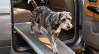 senior dog joint safety