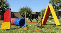 top backyard dog agility courses
