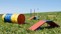 top beginner dog agility gear