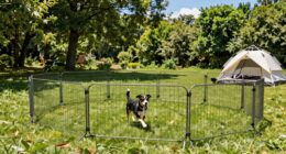 top camping dog fence options
