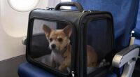 under seat pet carrier regulations