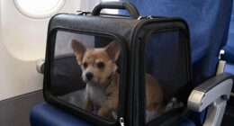 under seat pet carrier regulations