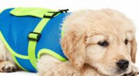 dog recovery suits list