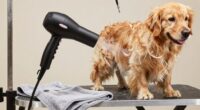 top dog blowout dryers