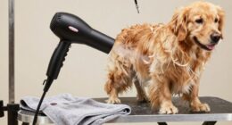 top dog blowout dryers