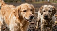 changing dog odor patterns