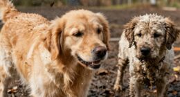 changing dog odor patterns