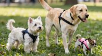 customized support for dogs