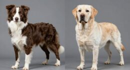 different purposes different dogs