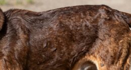 dog coat diet issues