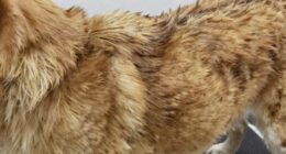 dog coat grooming clues