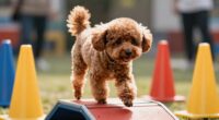 dog confidence mobility plan