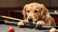 dog disrupts trained cue