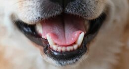 dog gum health importance