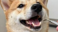 dog s breath dental clue
