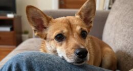 dogs crave human attention
