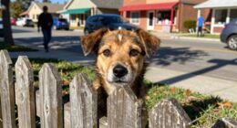 dogs difficulty in busy neighborhoods