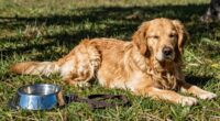 dogs need rest days