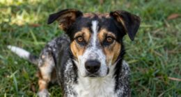 genetic diversity influences behavior
