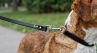 hidden leash training mistake