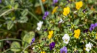 owners overlook allergy symptoms