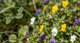 owners overlook allergy symptoms