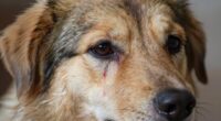 persistent tear stain recurrence