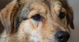 persistent tear stain recurrence