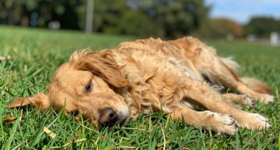 post nap stiffness in dogs