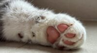 protection and comfort for paws