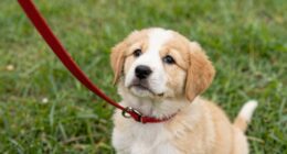 puppy leash refusal chart