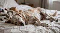 senior dogs sleep pattern