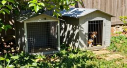 shade over kennel size