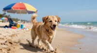 unleashed sand sunburned paws