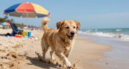 unleashed sand sunburned paws