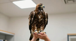 Big Bear eaglet Sandy took a scary tumble. See how she's doing